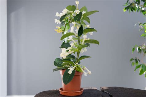 How To Grow And Care For Stephanotis