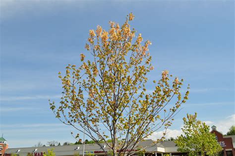 Before you can effectively figure out how to save a dying tree, it is important to try to determine the problem. Wit's End: Day Trip