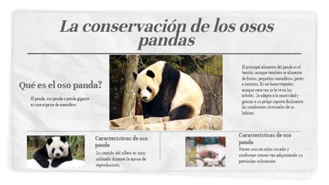Introducir 85 Images Como Se Adapta El Oso Panda Viaterramx