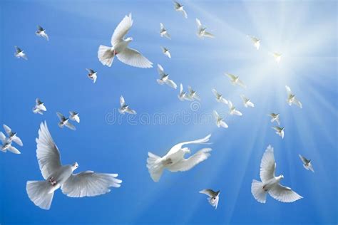 White Doves Flying Stock Photo Image Of Blue Nature 12160634