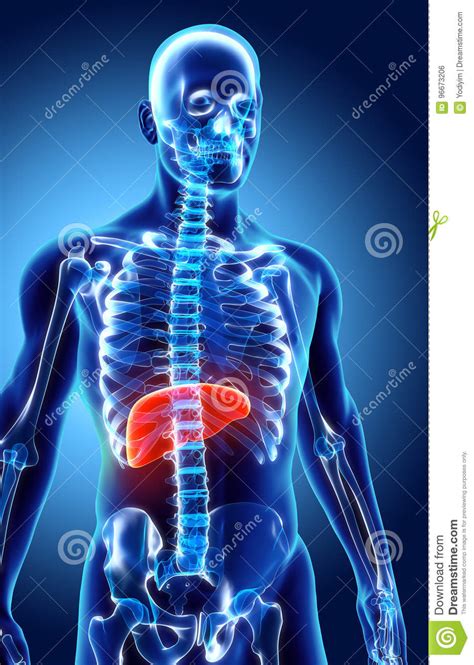3d Illustration Of Liver Stock Illustration Illustration Of Medical