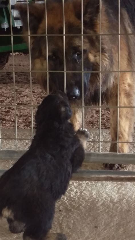 Are You My Dad 3 Week Old Akc German Shepherd Puppy Vhr Ranch In