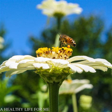 Mar 25, 2021 · almost any herb will attract butterflies and bees if you let the plant flower. How To Attract Honey Bees To Your Vegetable Garden - A ...