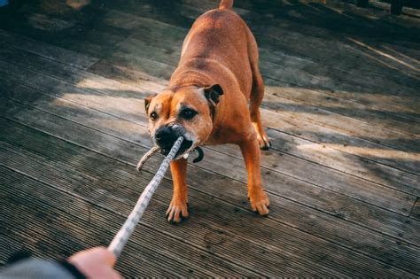 Recognizing Aggressive Dog Behavior Causes Risks And Solutions Hero