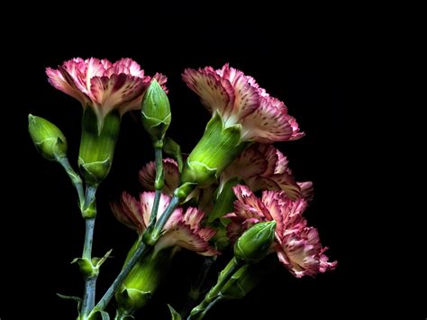 4k Carnations Closeup Black Background Flower Bud Hd Wallpaper