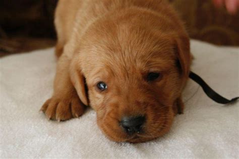 These pups are very intelligent, trainable & friendly, with a moderate energy level. Fox Red Lab Puppies for Sale in Northridge, California ...