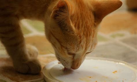 Garlic bread will almost certainly catch your dog's attention, but, along with garlic, it usually contains large amounts of butter, oil, cheese, and herbs that can upset your dog's stomach. Can Cats Have Bread? How Much is Safe for Cats?