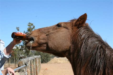 Imagessearchqvery Funny Animals Drinking Beer