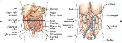 Describe the human body using directional and regional terms. abdominal quadrants | Case study, Case, Study