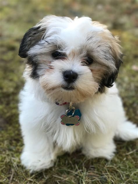 Cute Teddy Bear Dogs Dog Grooming Styles Teddy Bear Puppies Teddy