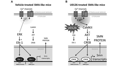 Proposed Mechanisms Involved In The Increase Of Smn Expression Induced