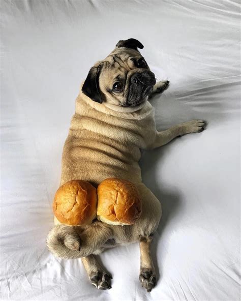 Mil Me Gusta Comentarios Doug The Pug Itsdougthepug