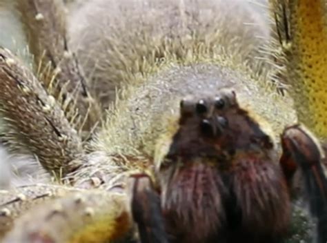 Brazilian Wandering Spider Untamed Science