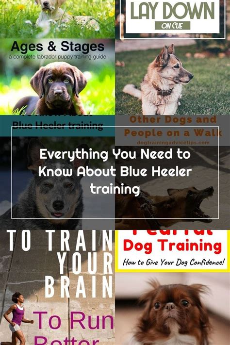 Your australian cattle dog knows that if you will allow him to get away when he disobeys your wishes once. Everything You Need to Know About Blue Heeler training #blueheelertraining #blueheeler # ...