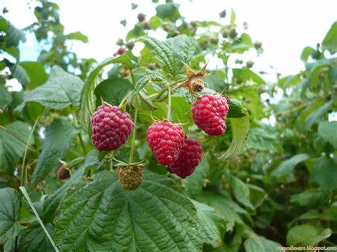 Малина медвежонок описание сорта фото отзывы Малина медвежонок описание сорта фото отзывы