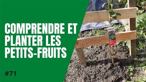 71 Comprendre Et Planter Les Petits Fruits YouTube