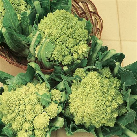 Cauliflower Romanesco Early Seeds Suttons Seeds And Plants Sutton