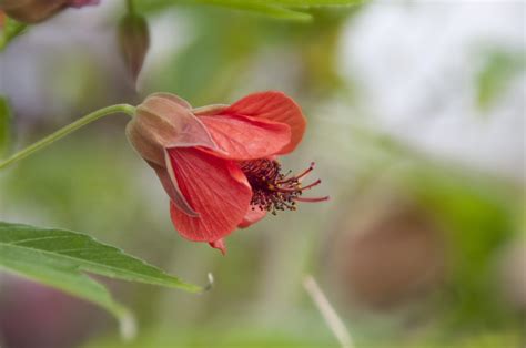 However, tropical hibiscuses should be brought indoors in all but. Mini Hibiscus | Spring photos, Nature beauty, Flowers