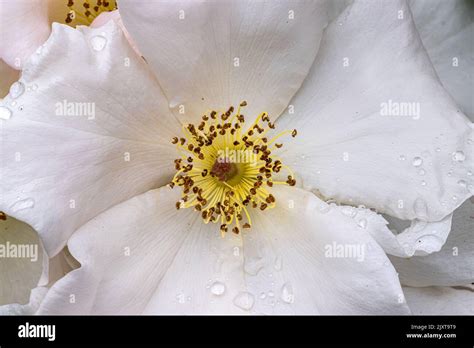 Flowers Of ‘sheer Elegance Rose Stock Photo Alamy