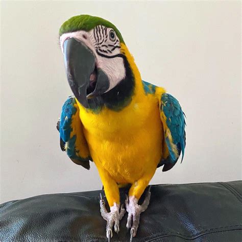 Macaw Baby Macaw Parrot Birds For Sale Price