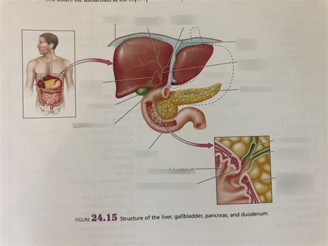 Structure Of The Liver Gallbladder Pancreas And Duodenum Diagram