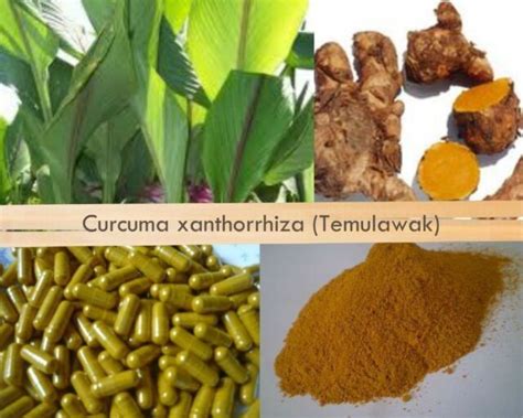 120 350 Mg Curcuma Xanthorrhiza Temulawak Capsules Powders Ebay
