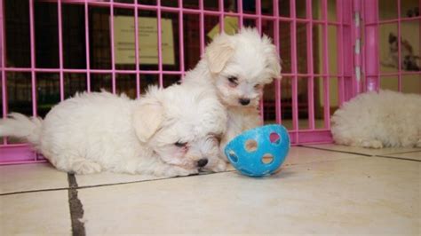 Precious Little Maltese Puppies For Sale Georgia Local Breeders Near