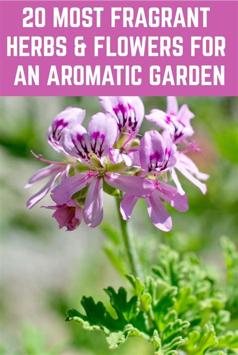 20 Most Fragrant Herbs And Flowers For An Aromatic Garden Aromatic