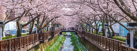 Jinhae Cherry Blossom Festival Tour From Busan Korea