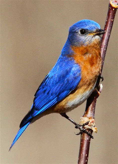 All Of Nature Bluebirds Robins And Worms