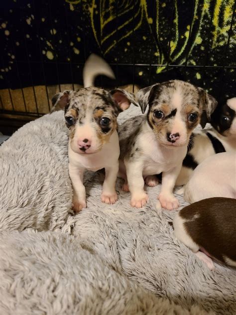 Find groups in jacksonville, usa that host online or in person events and meet people in your local find a group in jacksonville. Chihuahua Puppies For Sale | Jacksonville, FL #337351