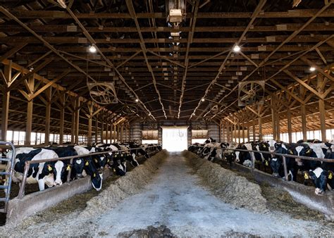 For Decades However Vermont Dairy Farms Have Struggled To Remain