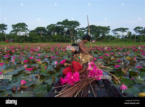 Rural Girl Collect Bunch Of Water Lilies From Shatla Beel At Ujirpur In