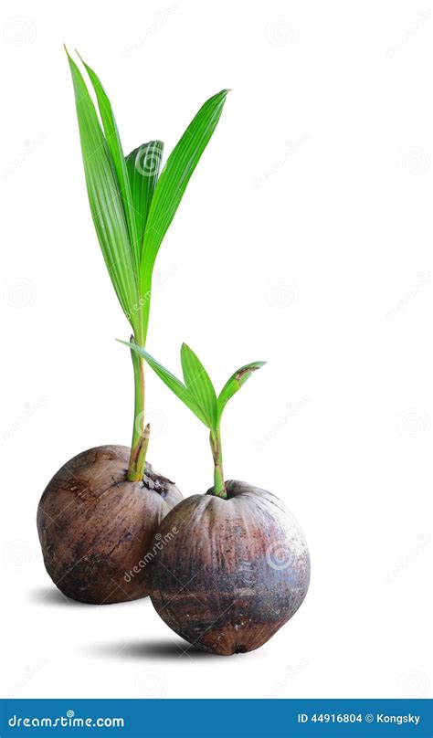 Sprout Of Coconut Tree Isolated On White With Clipping Path Stock