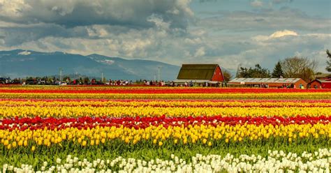 Skagit Valley Tulip Festival 2019 In Seattle Dates And Map