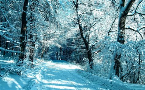 Snow Covered Road Through Winter Forest Hd Wallpaper Background Image