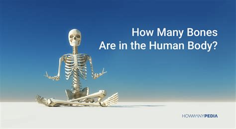 How Many Bones Are In The Human Body Howmanypedia