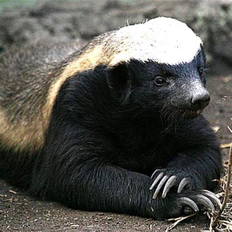 Memperkenalkan Honey Badger Binatang Kecil Yang Pemberani