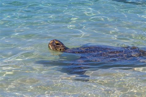 Tips And Seasons For Laniakea Turtle Beach In Oahu Hawaii