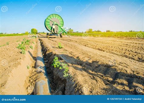 Irrigation System For Watering Of Agricultural Crops With A Big Hose