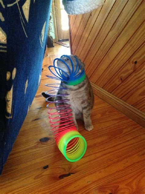 14 Of The Best Cat Fails Ever