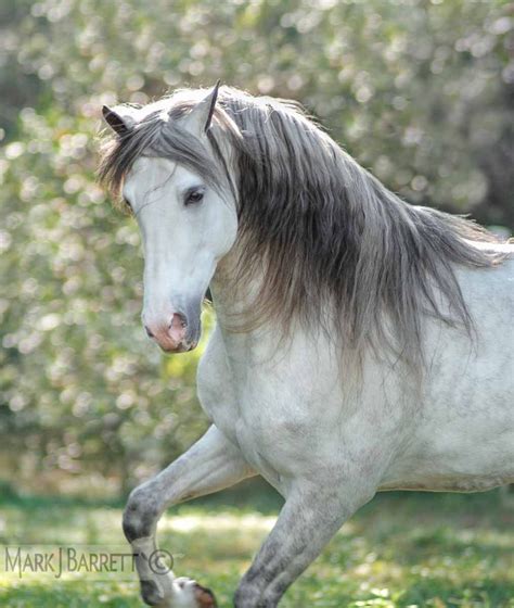 Dapple Gray Andalusian Horse Horses Smoke Pinterest Andalusian