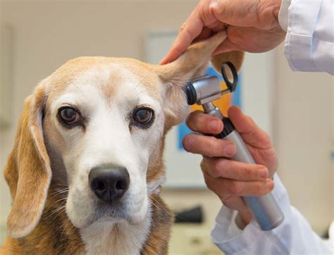 What’s New in General Veterinary Medicine? – Vet Practice News