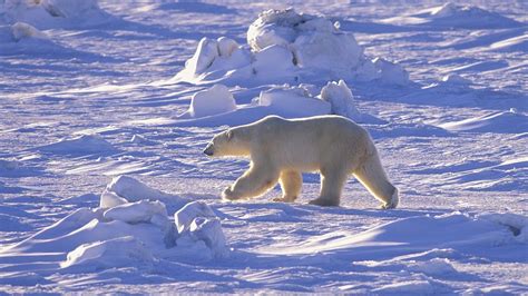 Download Wallpaper 1920x1080 Polar Bear Snow Arctic North Desert