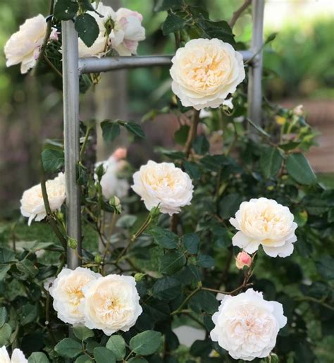 13 Best Yellow Climbing Roses For Your Garden Song Of Roses