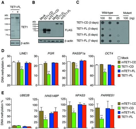 5hmc Production And Dna Demethylation Induced By Tet1 Overexpression