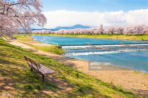 Hitome Zenbon Thousand Sakura Trees Along Shiroishi River In Spring
