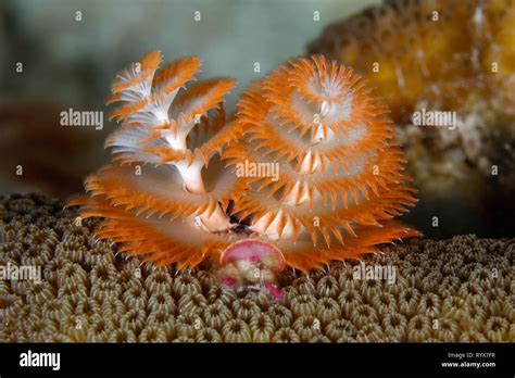 Christmas Tree Worm Spirobranchus Giganteus On A Coral Head Bonaire