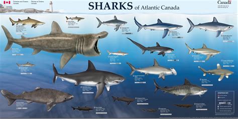 Shark Week Get To Know The Sharks That Share Our Waters Blog Fx1019