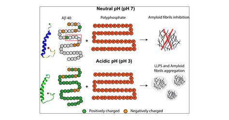 Liquidliquid Phase Separation Llps Driven Fibrilization Of Amyloid β